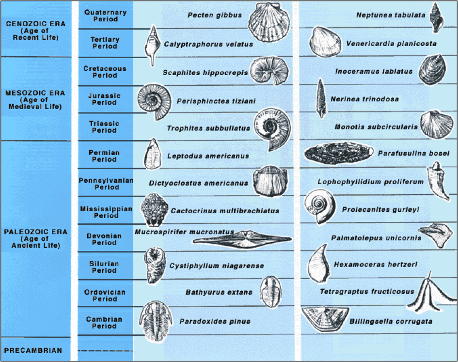 fossil